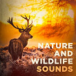 Nature and Wildlife Sounds | Carl Long