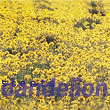 Dandelion (EP) | Scents