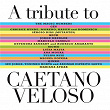 A Tribute To Caetano Veloso | The Magic Numbers