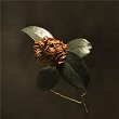 Young Sick Camellia | St Paul & The Broken Bones