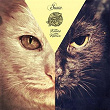Kitties on Remix | Nikola Gala