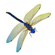 Dragonfly | Any Color Black