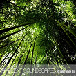 Ambient SoundScapes Vol.26 | Alnair Lindalwe
