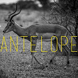 Antelope (Remixes) | Kaysha, Boddhi Satva, H. Baraka