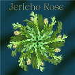 Jericho Rose | Obey