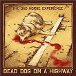 Dead Dog On A Highway | The Dad Horse Experience