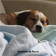 Armonía de Perro | Música Para Caes Adormecidos, Música Calmante Para Caes, Música Relajante Para Perros