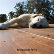 Armonía de Perro | Música Para Caes Adormecidos, Música Calmante Para Caes, Música Relajante Para Perros