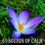 Classical Study Music - 61 Sounds of Calm
