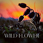 Album Wild Flower de Stardust At 432hz